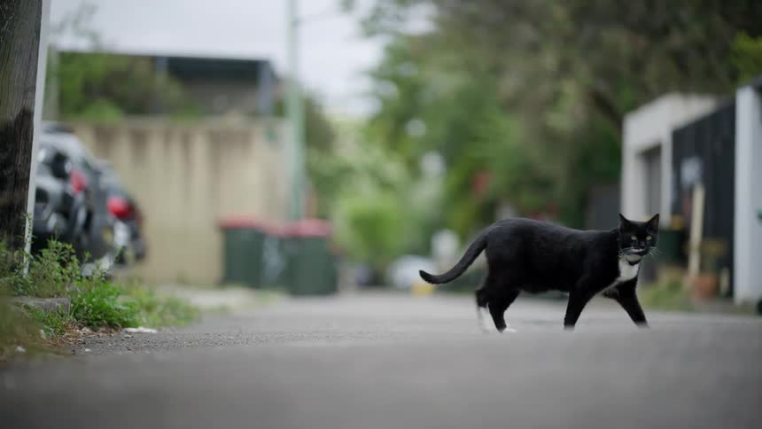 A sleek black and white cat walks cautiously across a suburban alley in slow motion, exiting the frame