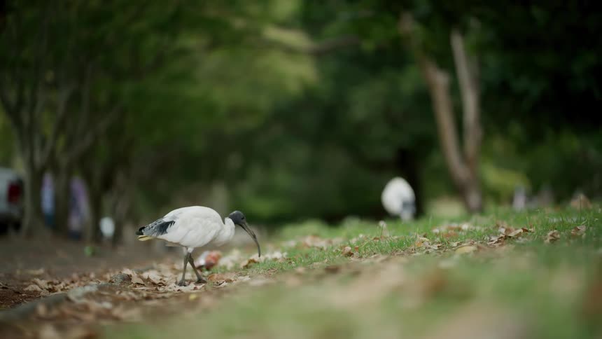 An Australian white ibis, also known as a bin chicken, forages for food in slow motion on a grassy verge