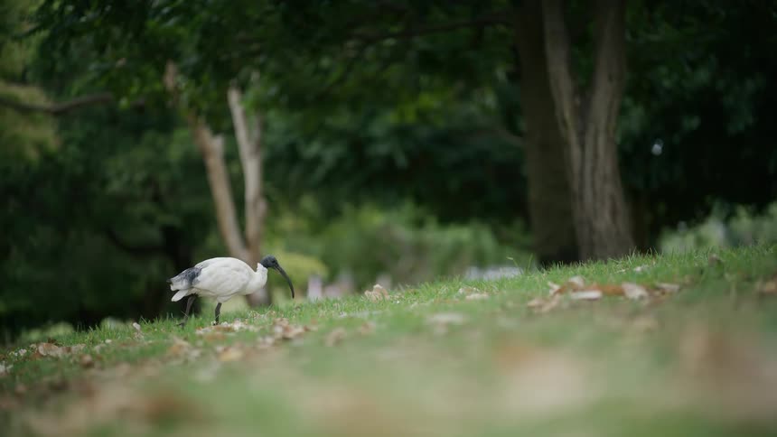 An Australian white ibis forages for food in slow motion on a grassy hill in a park