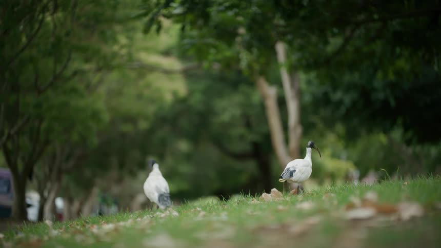 Slow-motion shot captures two Australian White Ibis foraging in the green grass of a park