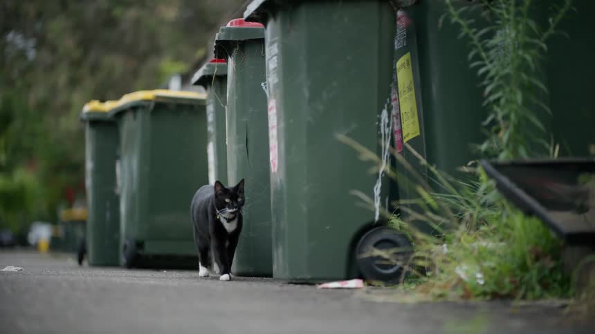 A black and white cat cautiously peeks out from behind a row of green trash bins on a paved street