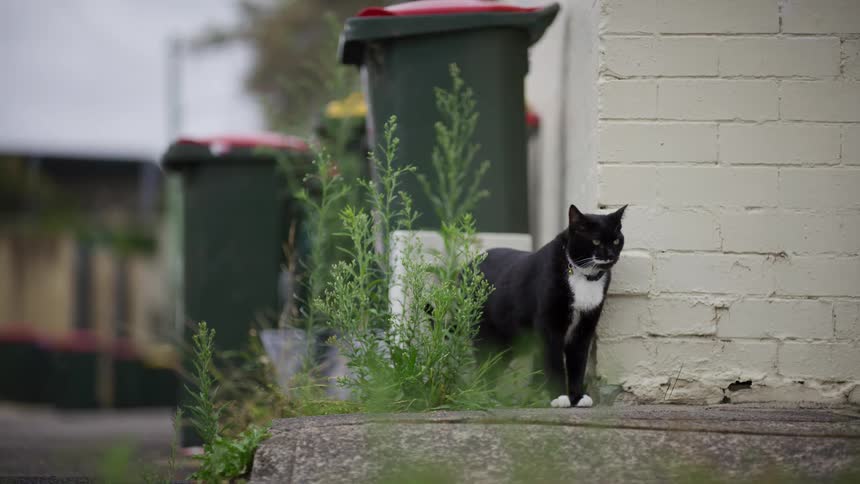 A cautious black and white cat stands by a brick wall and garbage cans in an alley before walking out of frame