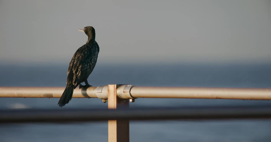 A single black cormorant bird sits peacefully on a metal railing with the ocean visible in the blurry background