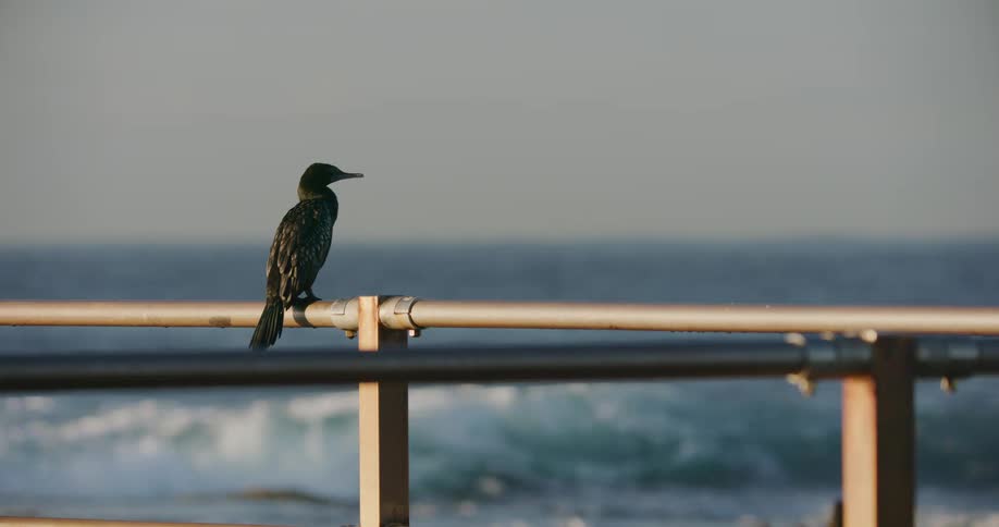 A lone cormorant sits on a seaside railing, looking out over the ocean as waves roll in