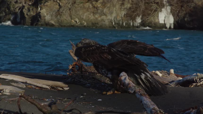 A majestic juvenile bald eagle takes flight in stunning slow motion from a dark, sandy beach next to the churning water