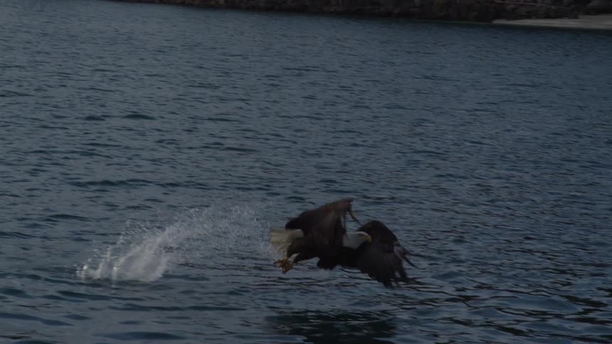 A bald eagle swoops down from a cloudy sky to catch a fish from the ocean in stunning slow motion