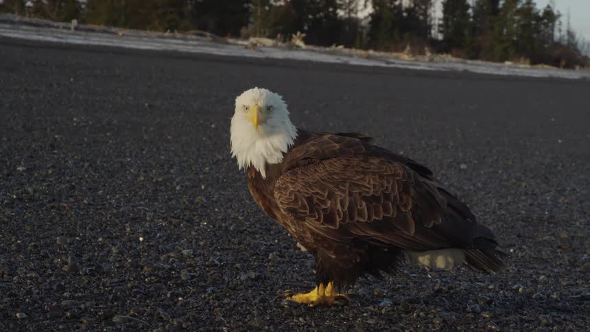 A majestic bald eagle walks in slow motion along a rocky beach before stopping and staring at the camera