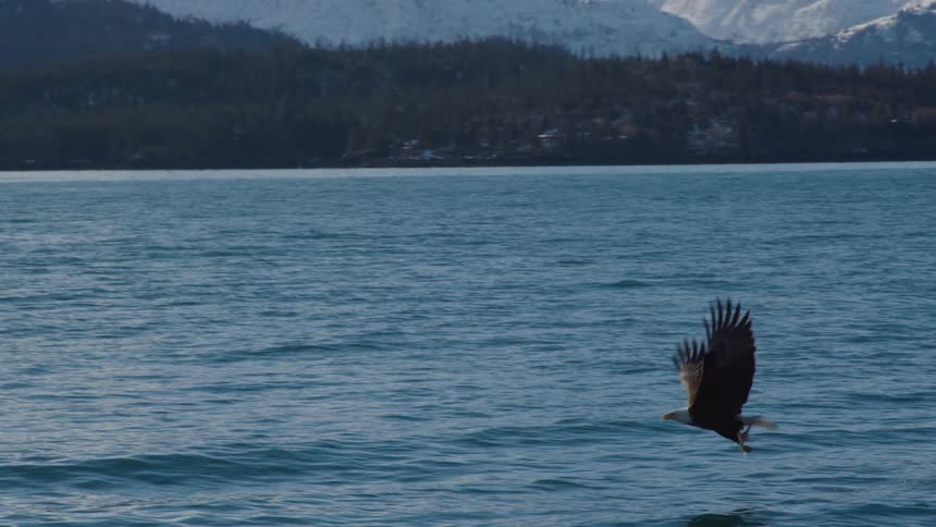 A majestic Bald Eagle soars in slow motion before swooping down to catch a fish from the water in front of a snowy mountain range
