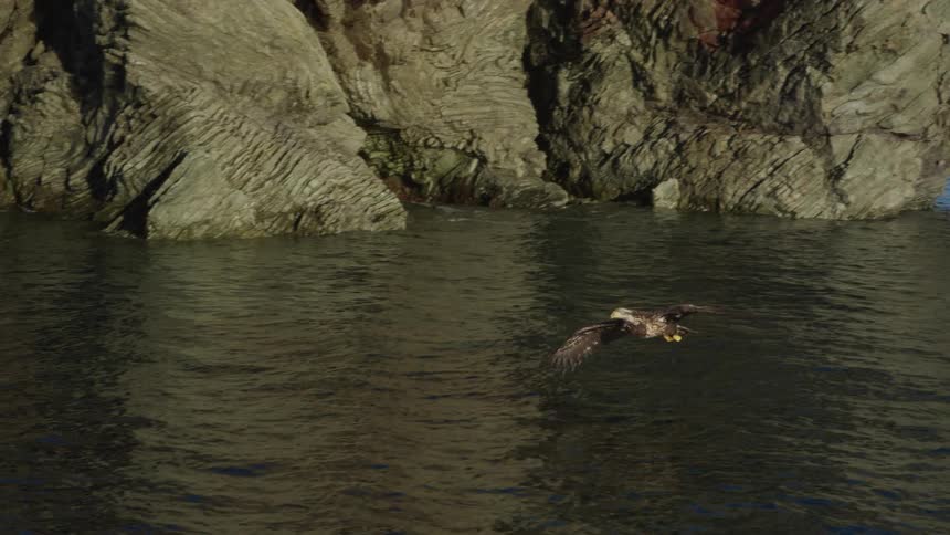 A bald eagle flies through a natural rock arch over the ocean and catches a fish in its talons in super slow motion
