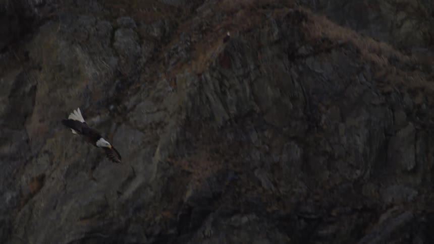 In stunning slow motion, a bald eagle glides along a rocky cliff before swooping down to snatch a fish from the dark water