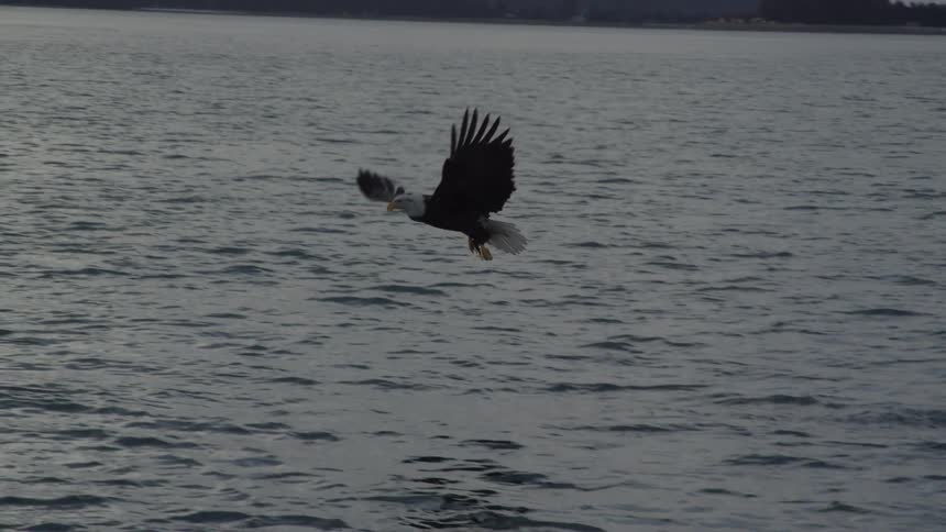 In dramatic slow motion, a majestic bald eagle takes off from a remote shore and skillfully snatches a fish from the water with its talons