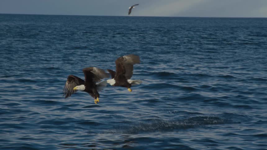 A majestic Bald Eagle dives from the sky to catch a fish from the ocean, joined by another as they fly in slow motion past a rocky coastline