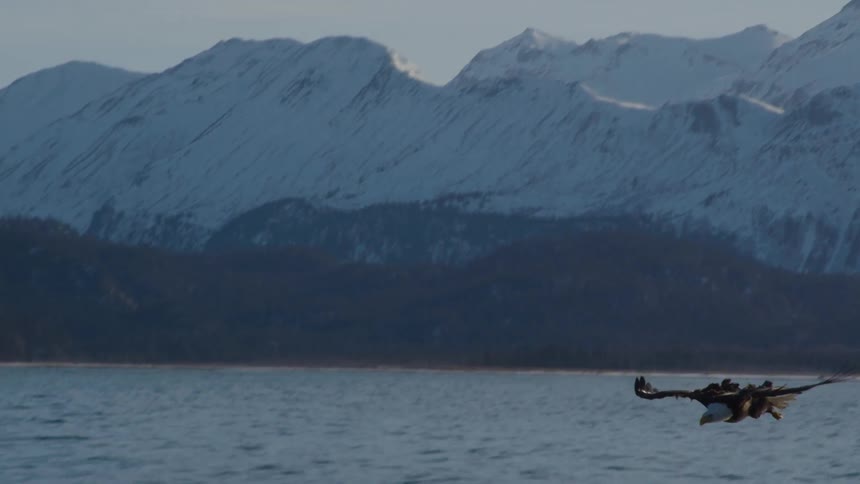 Majestic Bald Eagle dives from the sky over snowy mountains to snatch a fish from the water in stunning slow motion
