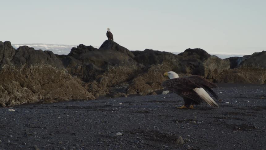 In slow motion, a majestic Bald Eagle spreads its powerful wings and takes flight from a volcanic sand beach while another eagle watches from a rocky perch