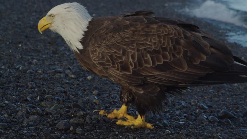 A powerful Bald Eagle stands on a rocky shore, meticulously eating its catch by the water's edge