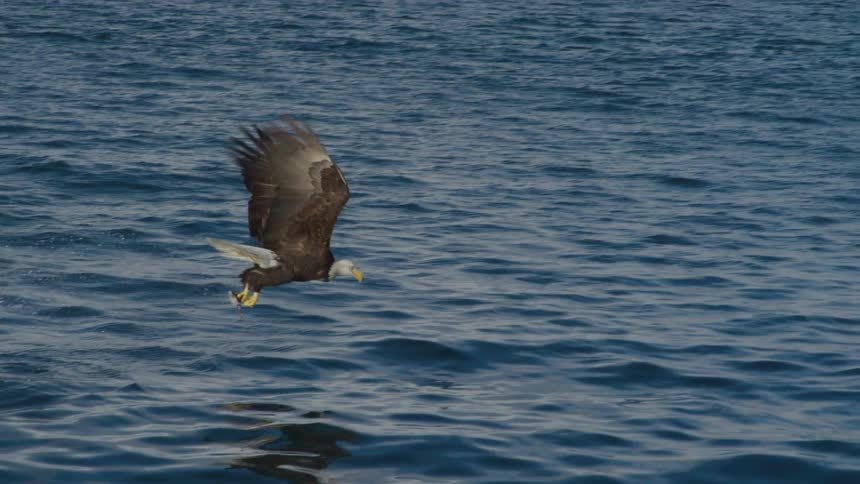 A Bald Eagle gracefully swoops down in slow motion to snatch a fish from the ocean with its powerful talons