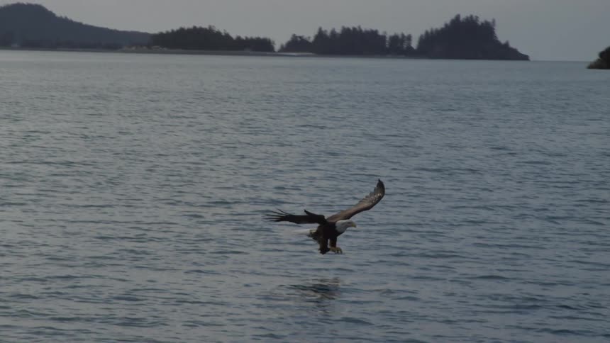 A bald eagle soars gracefully in slow motion before swooping down to snatch a fish from the water's surface