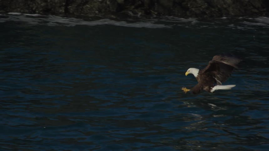 A majestic bald eagle soars through the sky in slow motion before skillfully snatching a fish from the water with its talons