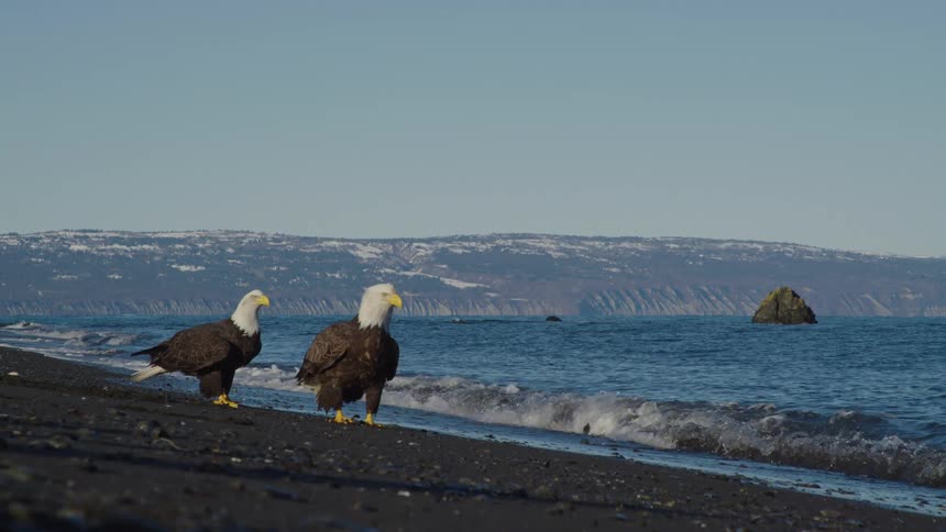 A majestic bald eagle flies in slow motion over the ocean to catch food while two other eagles watch from the dark sandy shoreline
