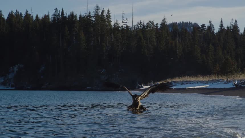 A majestic bald eagle swoops down in slow motion to catch a fish from the water along a snowy, forested shoreline