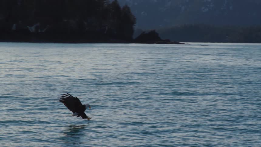 A majestic bald eagle soars down from the sky in slow motion to snatch a fish from the icy waters with its powerful talons