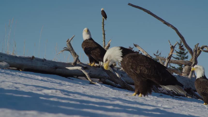 A convocation of majestic Bald Eagles congregates on a snowy, sunlit hillside on a clear winter day