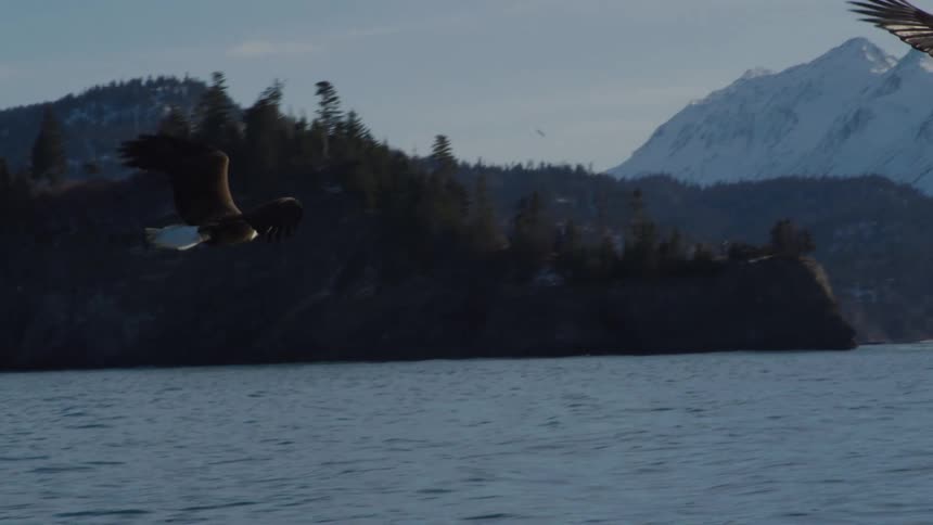 A majestic Bald Eagle glides in slow motion over a tranquil lake against a stunning backdrop of snow-capped mountains