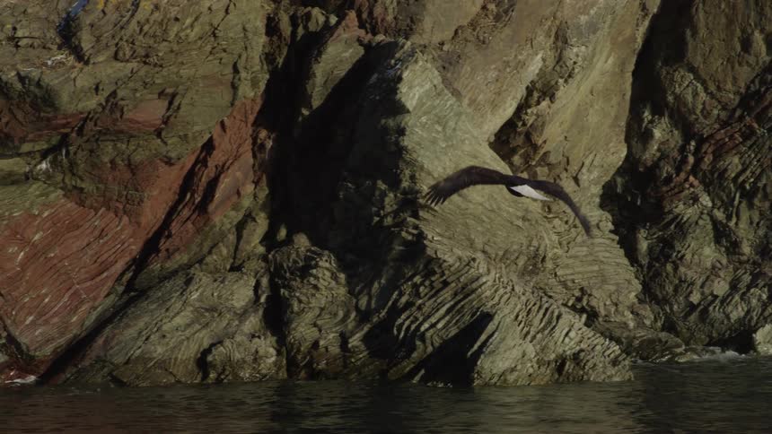 A Bald Eagle soars majestically through the blue sky, over snowy mountains, and lands gracefully on a rugged coastal cliff