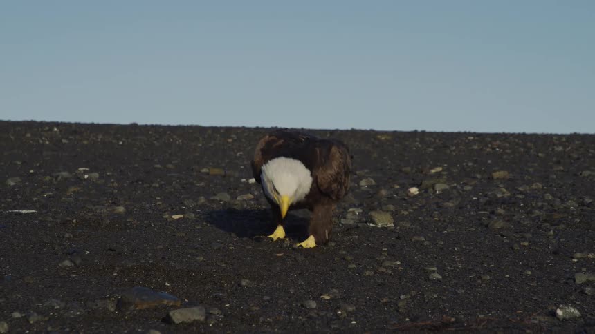 A magnificent Bald Eagle eats its meal on a dark, rocky beach in slow motion