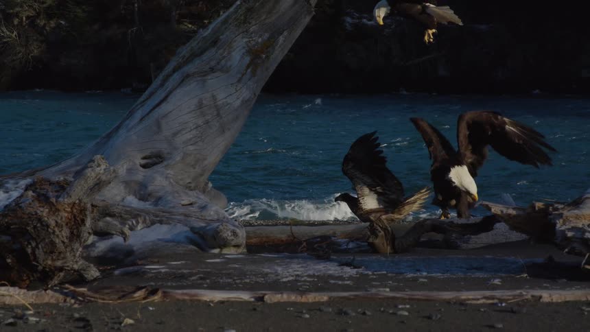 Bald eagles in slow motion land on a snowy riverbank next to a fallen tree, interacting with each other as the water flows by