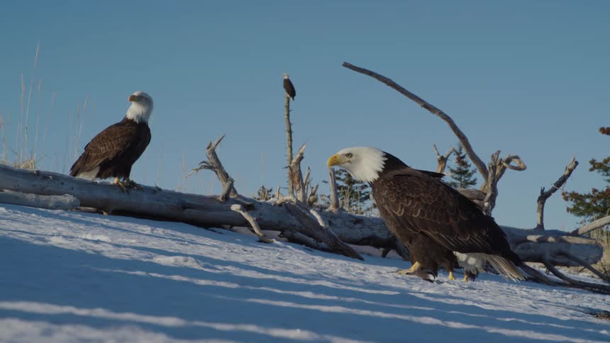In a stunning slow-motion shot, a Bald Eagle descends onto a snowy landscape to confront another, surrounded by fellow eagles