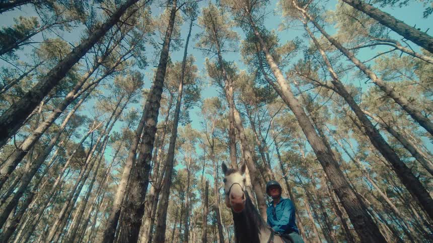 A worm's-eye view of a person on horseback standing still in a towering pine forest under a clear blue sky