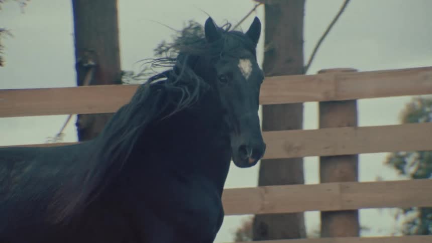 A majestic black horse with a long mane runs in slow motion inside a wooden fenced enclosure