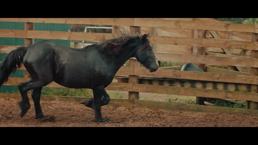 A majestic black horse with a flowing mane trots gracefully in slow motion within a muddy paddock