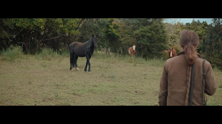 A woman with her back to the camera watches a beautiful black horse in a rural pasture with other horses in the background