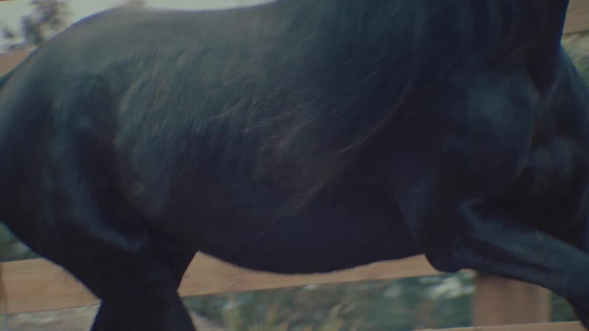 A powerful black horse's muscular body is captured in slow motion as it runs inside a wooden paddock