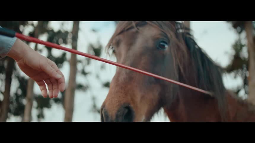 In a peaceful slow-motion close-up, a person's hand slowly approaches and connects with a calm brown horse's nose