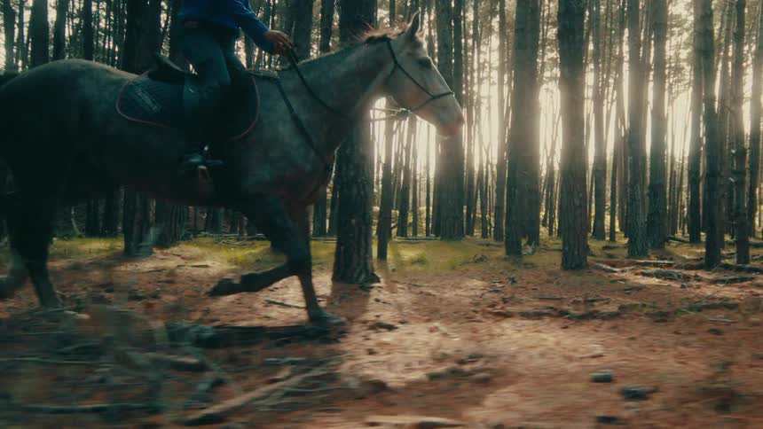 A dapple gray horse with a rider gallops in slow motion through a beautiful sun-drenched pine forest
