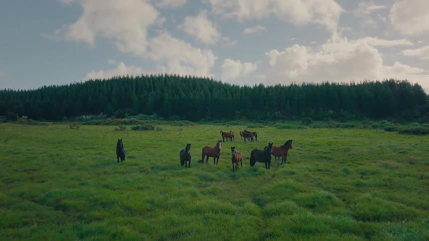 A majestic herd of horses stands peacefully in a vast green meadow under a cloudy sky, with a dense forest lining the horizon