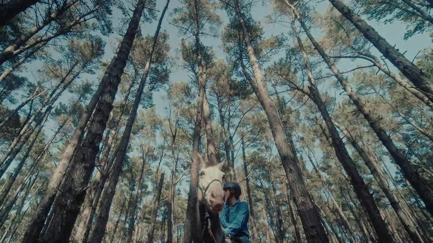 A low-angle view of a woman on a white horse standing still in a tranquil pine forest