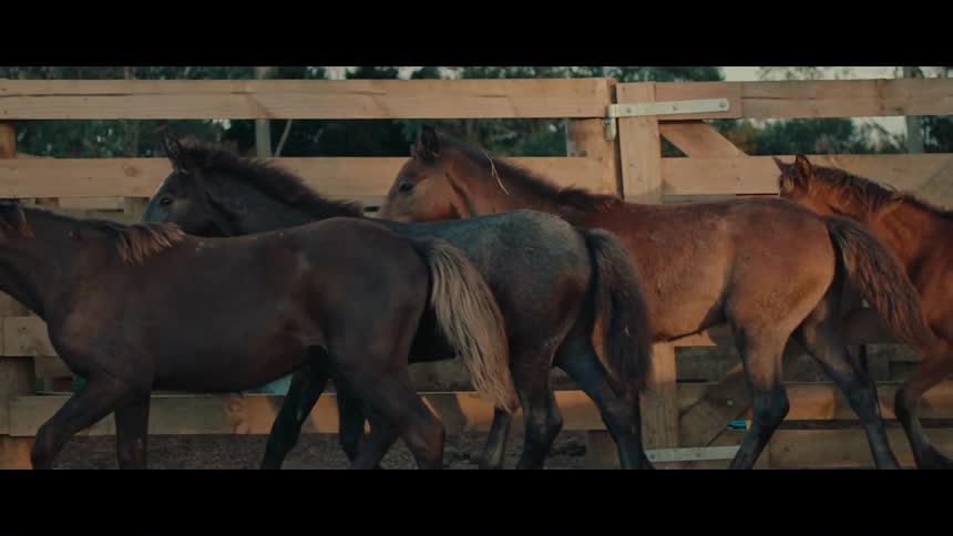 A herd of young horses walks in slow motion through a wooden corral during a beautiful golden hour