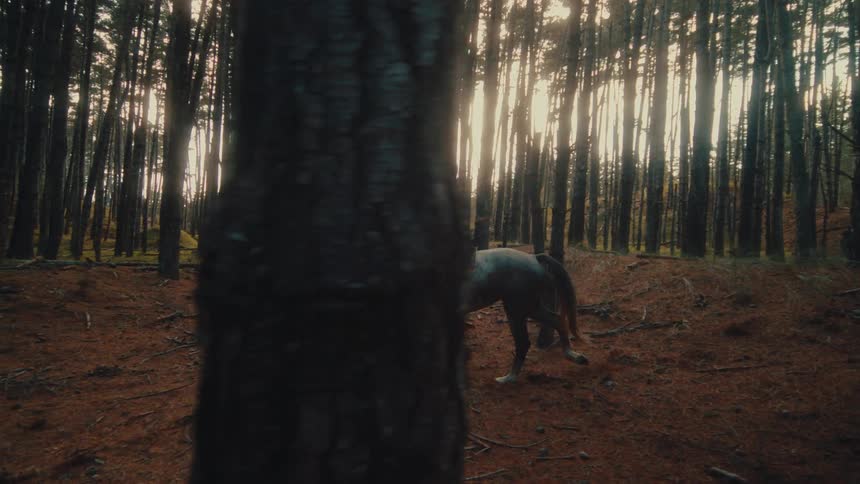 Slow motion side-view of a person on horseback peacefully riding through a dense pine forest with warm sunlight filtering through the trees