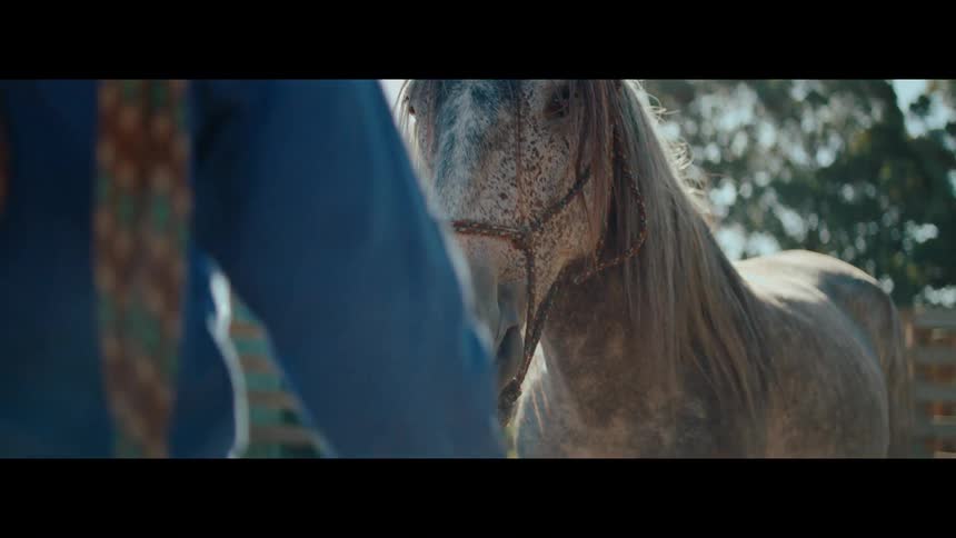 A slow-motion close-up of a person gently interacting with a beautiful dappled grey horse in a sun-drenched paddock