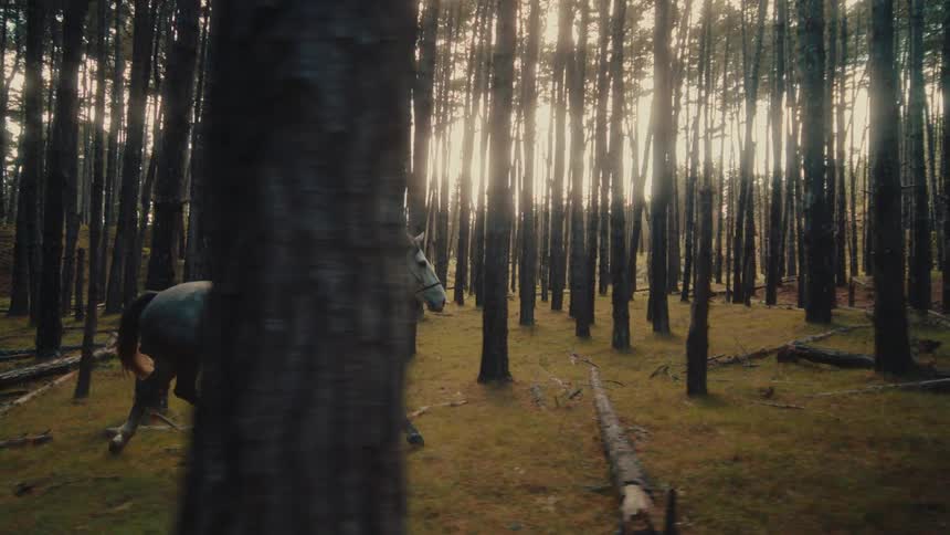 A cinematic side-tracking shot follows a rider on a grey horse as they move gracefully through a sun-drenched pine forest