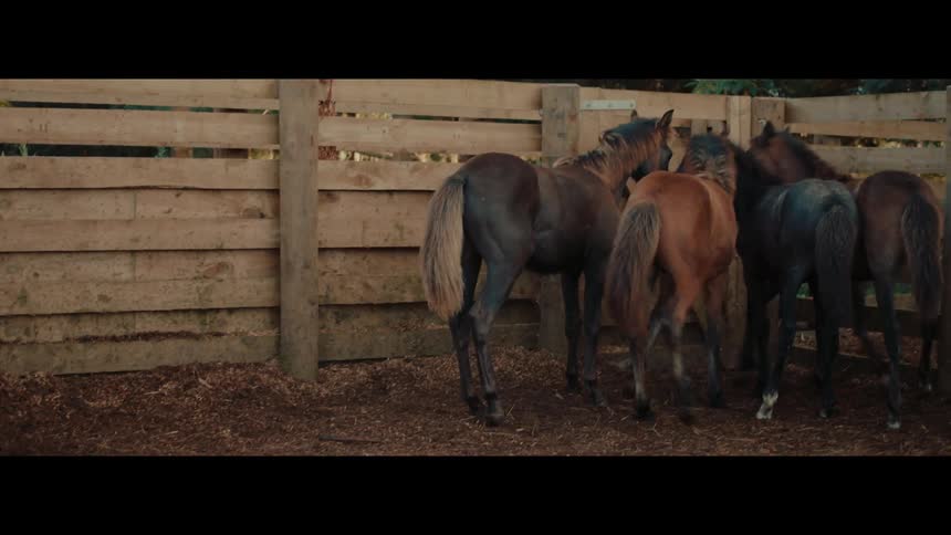 Several young foals run into a wooden round pen where a female equestrian trainer is waiting