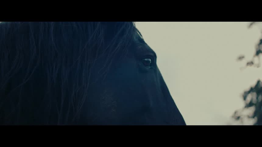 A stoic black horse stands still in a moody, cinematic close-up shot focusing on its eye