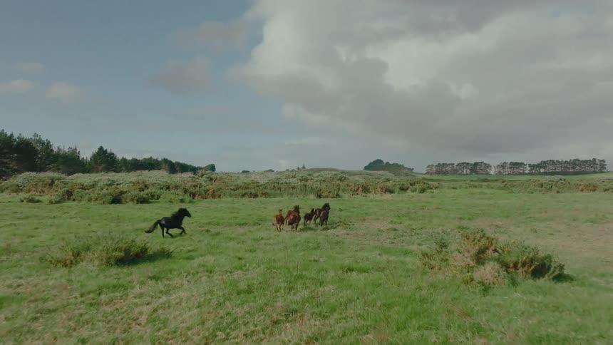 A majestic black stallion leads a herd of mares and foals as they gallop in slow motion across a vast green field