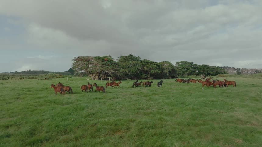A large herd of beautiful brown horses runs freely through a vast green pasture on a cloudy day