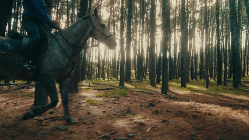 Cinematic slow-motion tracking shot of a person riding a beautiful grey horse through a sun-drenched pine forest
