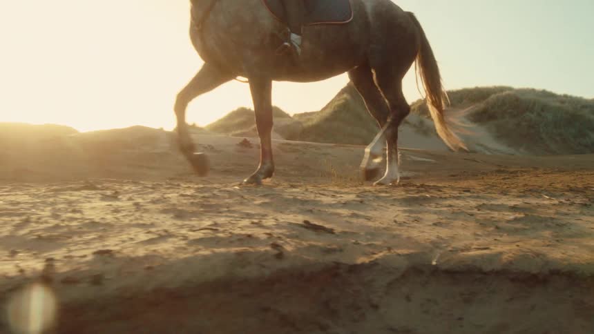 A beautiful grey horse trots in slow motion through sandy dunes as the golden sun sets